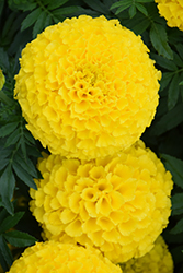 Taishan Yellow Marigold (Tagetes erecta 'Taishan Yellow') at Mainescape Nursery