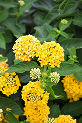 Landscape Bandana Yellow Lantana (Lantana camara 'Landscape Bandana Yellow') at Mainescape Nursery