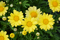 Golden Butterfly Marguerite Daisy (Argyranthemum frutescens 'G15101') at Mainescape Nursery