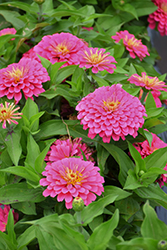 Dreamland Pink Zinnia (Zinnia 'Dreamland Pink') at Mainescape Nursery