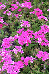 Superbena Pink Shades Verbena (Verbena 'USBENAL20') at Mainescape Nursery