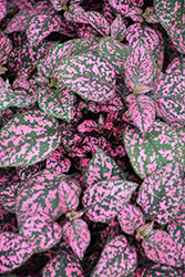 Hippo Rose Polka Dot Plant (Hypoestes phyllostachya 'G14160') at Mainescape Nursery