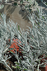 Icicles Licorice Plant (Helichrysum thianschanicum 'Icicles') at Mainescape Nursery