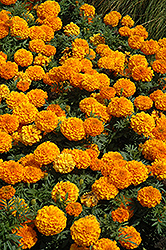 Taishan Orange Marigold (Tagetes erecta 'Taishan Orange') at Mainescape Nursery