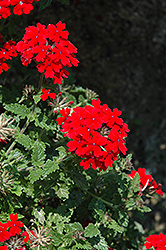 Lanai Red Verbena (Verbena 'Lanai Red') at Mainescape Nursery