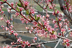 Redhaven Peach (Prunus persica 'Redhaven') at Mainescape Nursery
