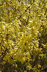 Spring Glory Forsythia (Forsythia x intermedia 'Spring Glory') at Mainescape Nursery