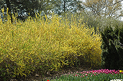 Spring Glory Forsythia (Forsythia x intermedia 'Spring Glory') at Mainescape Nursery