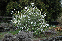 Koreanspice Viburnum (Viburnum carlesii) at Mainescape Nursery