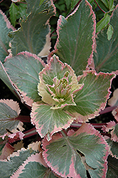 Jade Frost Variegated Sea Holly (Eryngium planum 'Jade Frost') at Mainescape Nursery