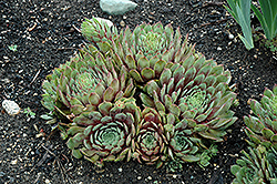 Ruby Heart Hens And Chicks (Sempervivum 'Ruby Heart') at Mainescape Nursery
