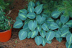 Touch Of Class Hosta (Hosta 'Touch Of Class') at Mainescape Nursery