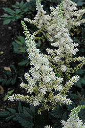 Visions in White Chinese Astilbe (Astilbe chinensis 'Visions in White') at Mainescape Nursery