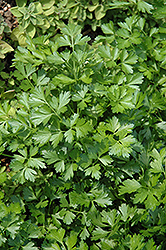 Giant Of Italy Parsley (Petroselinum crispum 'Giant Of Italy') at Mainescape Nursery