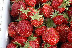 Seascape Strawberry (Fragaria 'Seascape') at Mainescape Nursery
