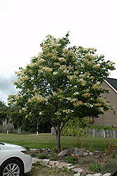Japanese Tree Lilac (Syringa reticulata) at Mainescape Nursery
