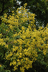 Golden Rain Tree (Koelreuteria paniculata) at Mainescape Nursery