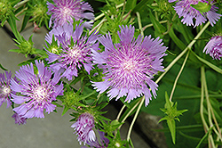 Stoke's Aster (Stokesia laevis) at Mainescape Nursery