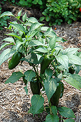 Jalapeno Pepper (Capsicum annuum 'Jalapeno') at Mainescape Nursery