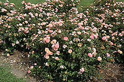 Apricot Drift Rose (Rosa 'Meimirrote') at Mainescape Nursery