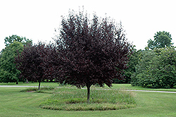Krauter Vesuvius Plum (Prunus cerasifera 'Krauter Vesuvius') at Mainescape Nursery