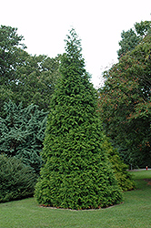 Green Giant Arborvitae (Thuja 'Green Giant') at Mainescape Nursery