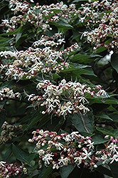 Harlequin Glorybower (Clerodendrum trichotomum) at Mainescape Nursery
