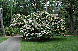 Harlequin Glorybower (Clerodendrum trichotomum) at Mainescape Nursery