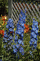 Cobalt Dreams Larkspur (Delphinium 'Cobalt Dreams') at Mainescape Nursery