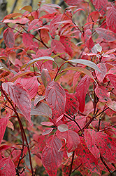 Red Osier Dogwood (Cornus sericea) at Mainescape Nursery