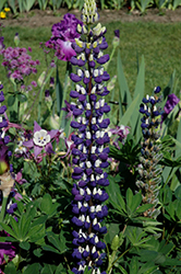 The Governor Lupine (Lupinus 'The Governor') at Mainescape Nursery