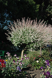 Tricolor Willow (tree form) (Salix integra 'Hakuro Nishiki (tree form)') at Mainescape Nursery