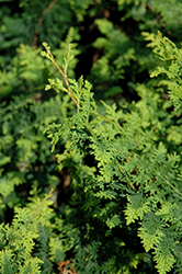 Fernspray Hinoki Falsecypress (Chamaecyparis obtusa 'Filicoides') at Mainescape Nursery