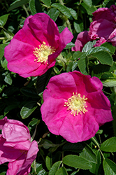 Raspberry Rugostar Rose (Rosa 'Meitozaure') at Mainescape Nursery