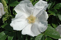 White Rugosa Rose (Rosa rugosa 'Alba') at Mainescape Nursery