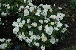 White Knock Out Rose (Rosa 'Radwhite') at Mainescape Nursery