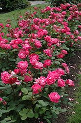Double Knock Out Rose (Rosa 'Radtko') at Mainescape Nursery