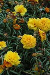Happy Trails Yellow Portulaca (Portulaca grandiflora 'Happy Trails Yellow') at Mainescape Nursery