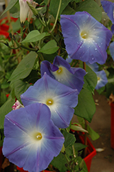 Heavenly Blue Morning Glory (Ipomoea tricolor 'Heavenly Blue') at Mainescape Nursery