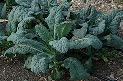 Toscano Kale (Brassica oleracea var. sabellica 'Toscano') at Mainescape Nursery