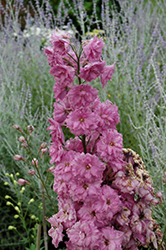 Pink Punch Larkspur (Delphinium 'Pink Punch') at Mainescape Nursery