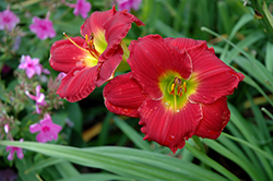 Happy Ever Appster Red Hot Returns Daylily (Hemerocallis 'Red Hot Returns') at Mainescape Nursery