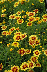 Enchanted Eve Tickseed (Coreopsis 'Enchanted Eve') at Mainescape Nursery