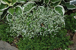 Diamond Frost Euphorbia (Euphorbia 'INNEUPHDIA') at Mainescape Nursery