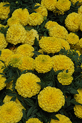 Taishan Yellow Marigold (Tagetes erecta 'Taishan Yellow') at Mainescape Nursery