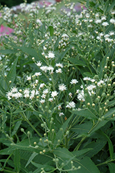 White Lightning Ironweed (Vernonia noveboracensis 'White Lightning') at Mainescape Nursery