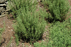 Salem Rosemary (Rosmarinus officinalis 'Salem') at Mainescape Nursery