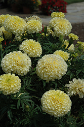 Vanilla Marigold (Tagetes erecta 'Vanilla') at Mainescape Nursery