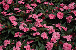 SunPatiens Compact Pink New Guinea Impatiens (Impatiens 'SunPatiens Compact Pink') at Mainescape Nursery