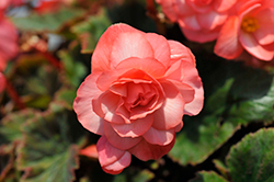 Double Delight Blush Rose Begonia (Begonia 'Kerbespiros') at Mainescape Nursery